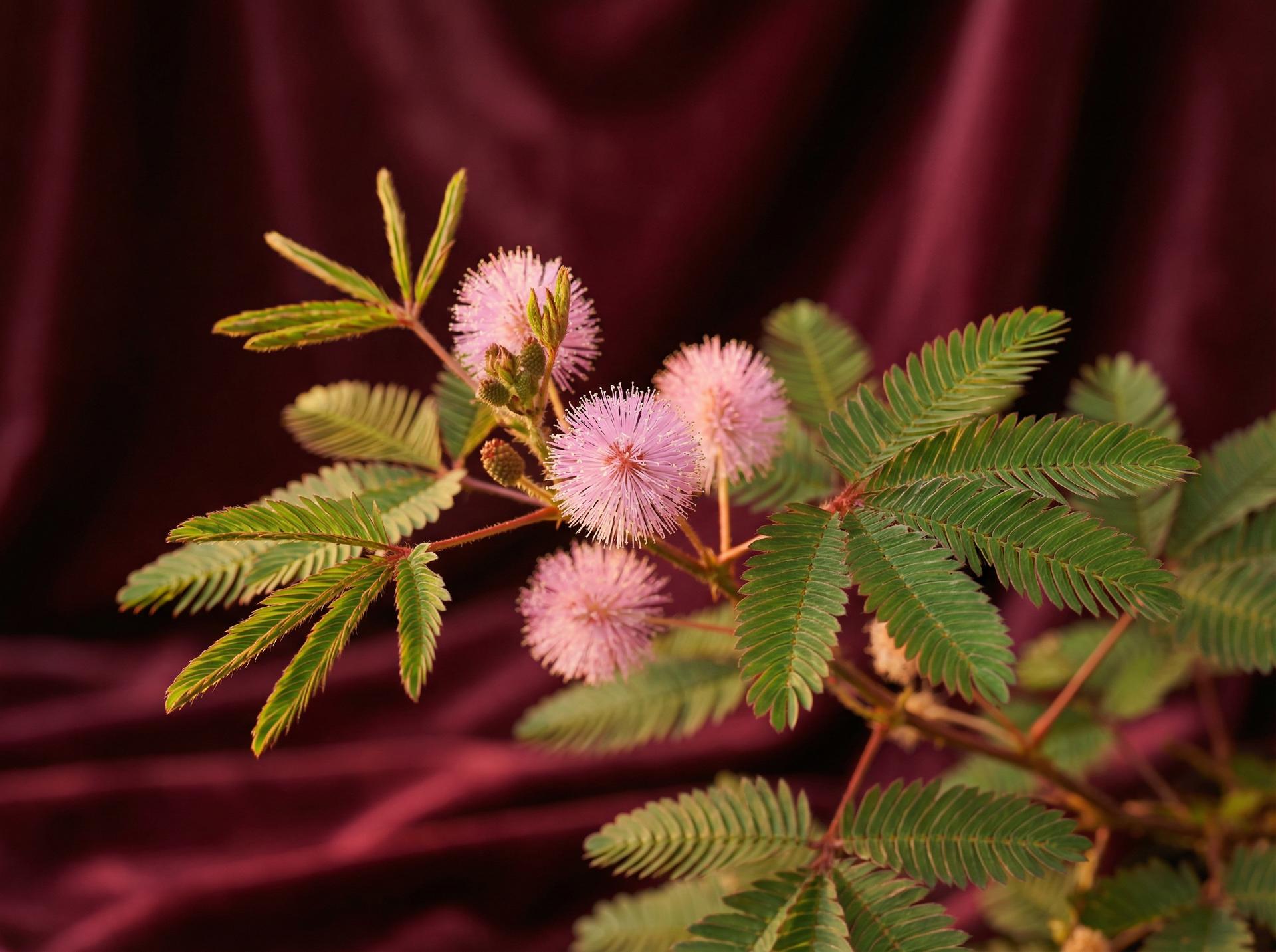 猎奇植物视频 - 含羞草养护视频教程