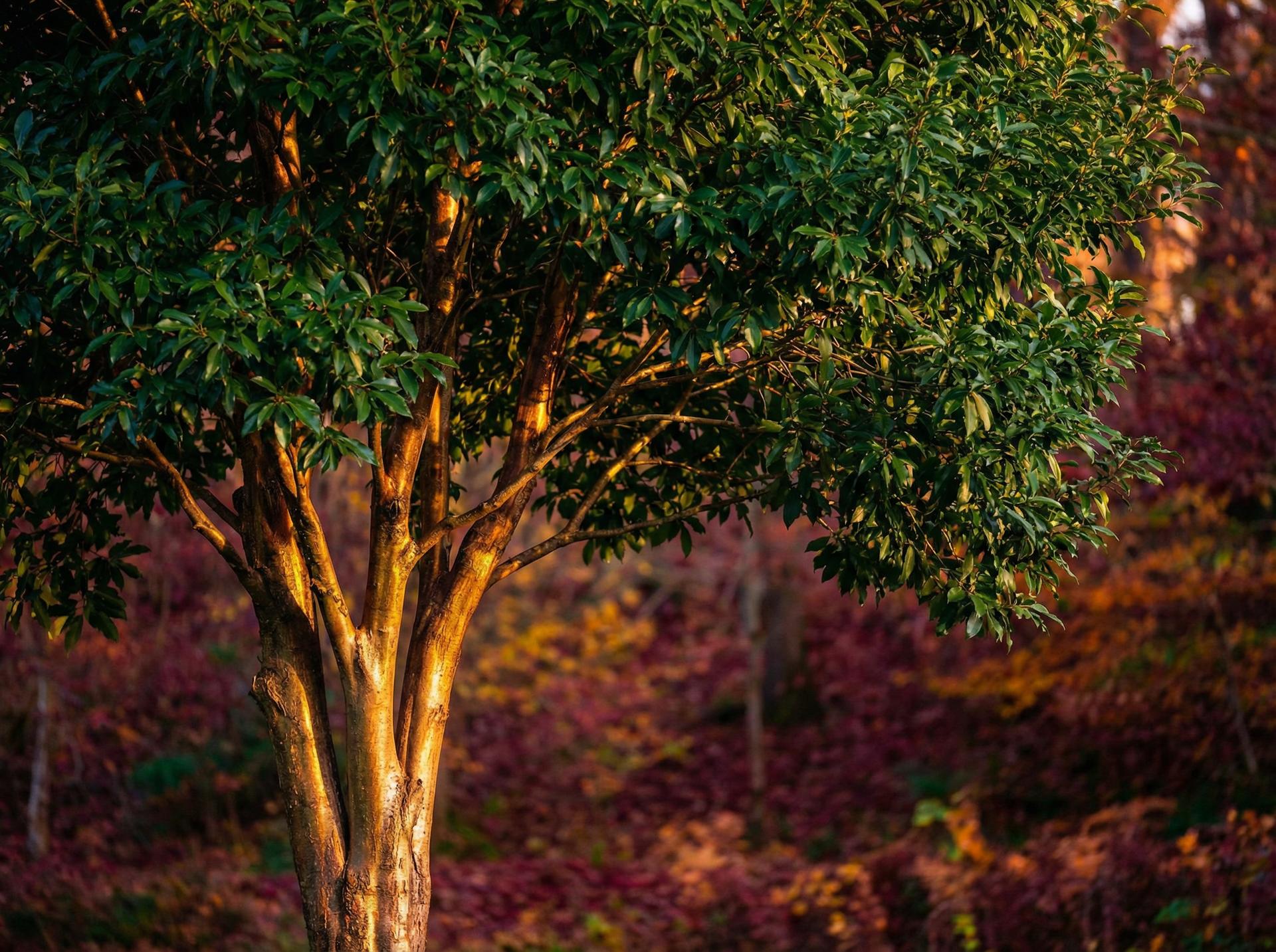 猎奇植物保护视频